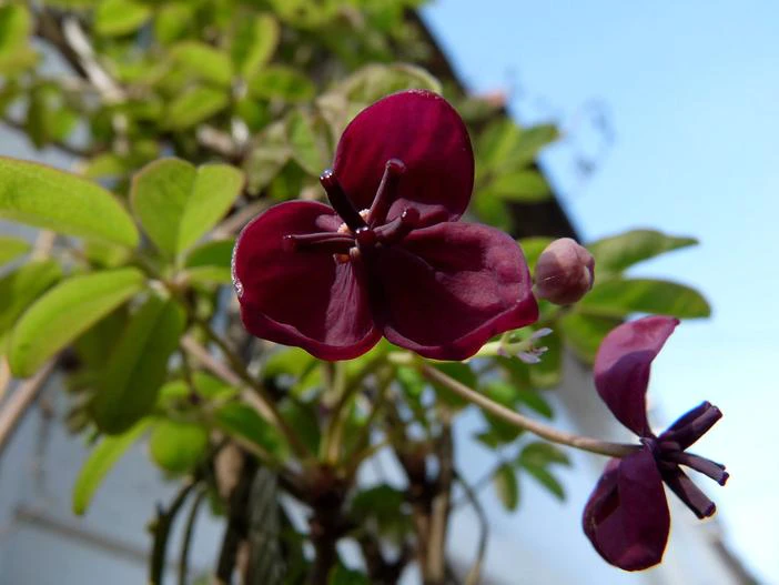 Akebia quinata image