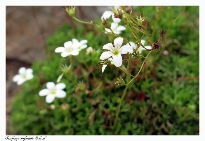 Saxifraga trifurcata image