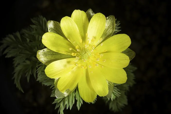 Adonis ramosa image