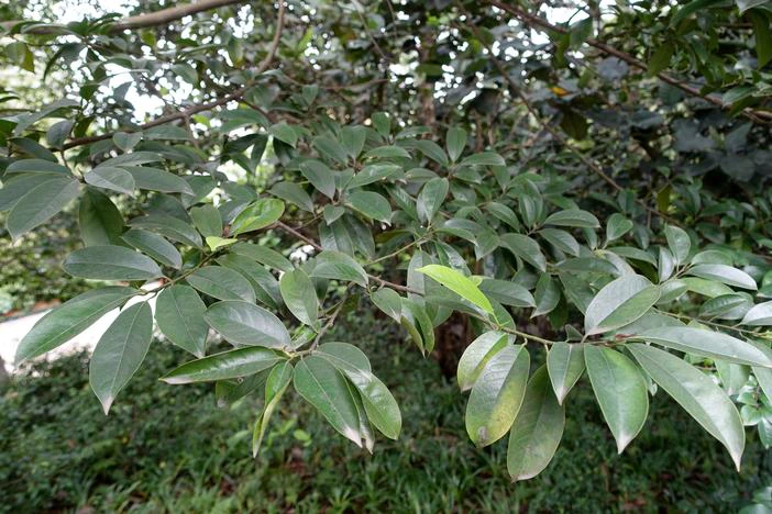 Magnolia ernestii image