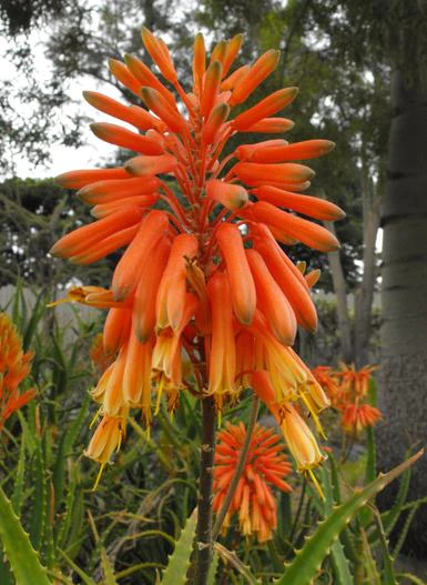 Aloe kedongensis image