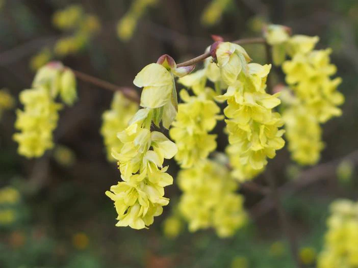 Corylopsis sinensis image