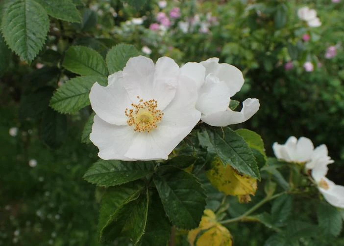 Rosa inodora image
