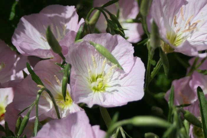 Oenothera berlandieri image