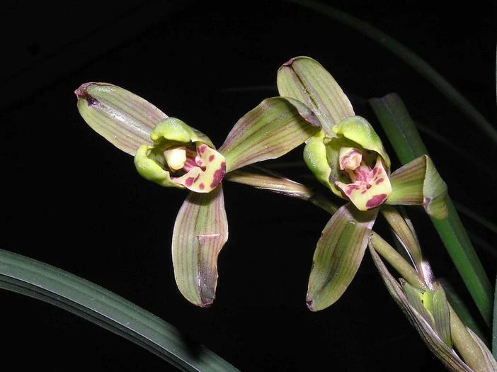 Cymbidium kanran image