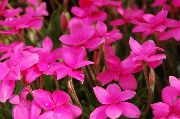Rhodohypoxis baurii image