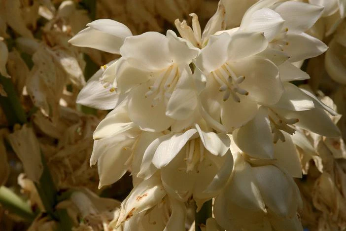 Yucca faxoniana image
