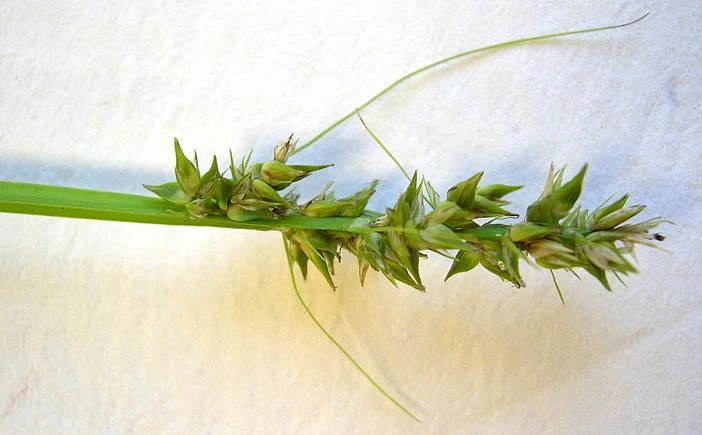 Carex conjuncta image