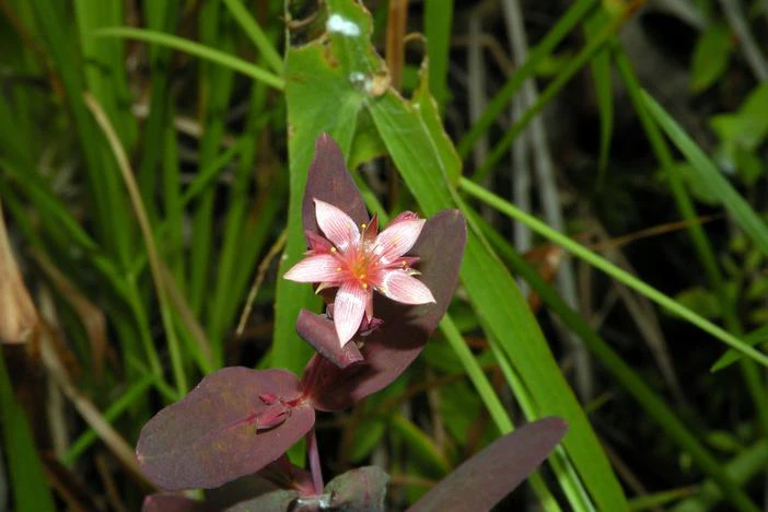 Triadenum virginicum image