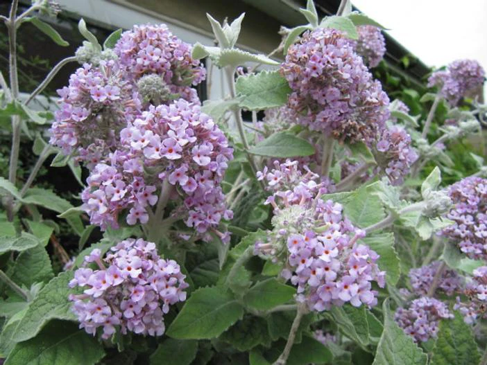 Buddleja crispa image