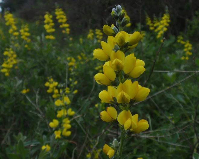 Thermopsis macrophylla image