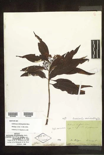 Callicarpa dolichophylla image