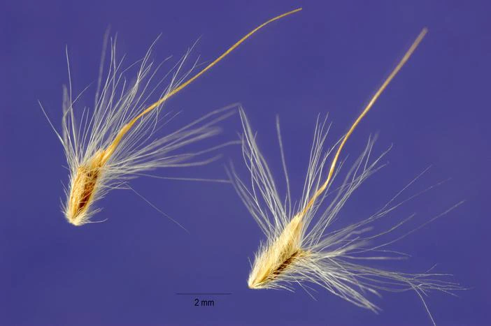 Bothriochloa saccharoides image