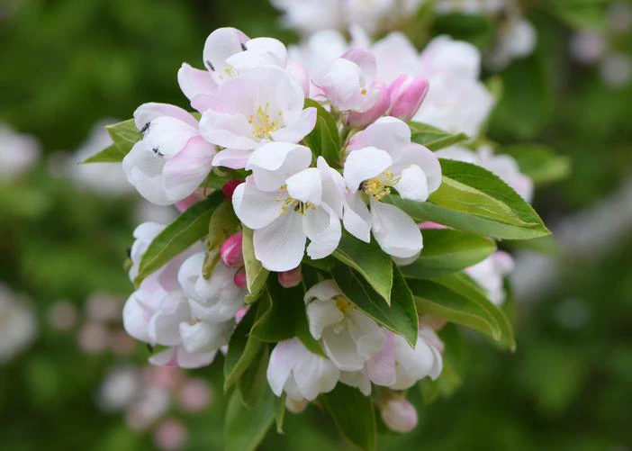 Malus spectabilis image