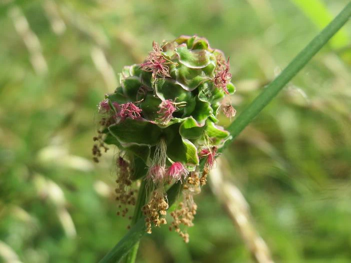 Sanguisorba minor image