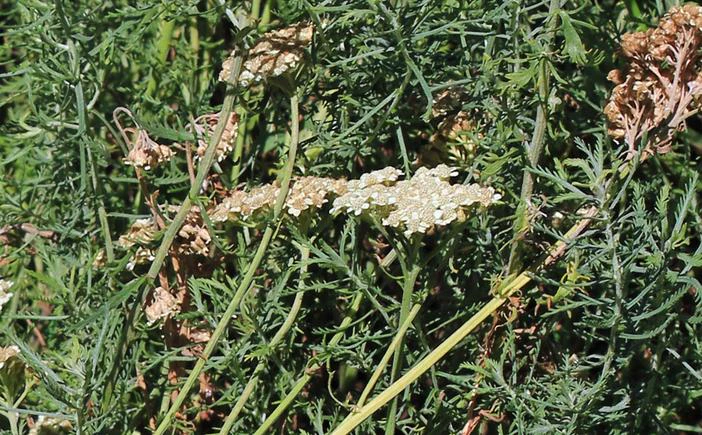 Achillea crithmifolia image