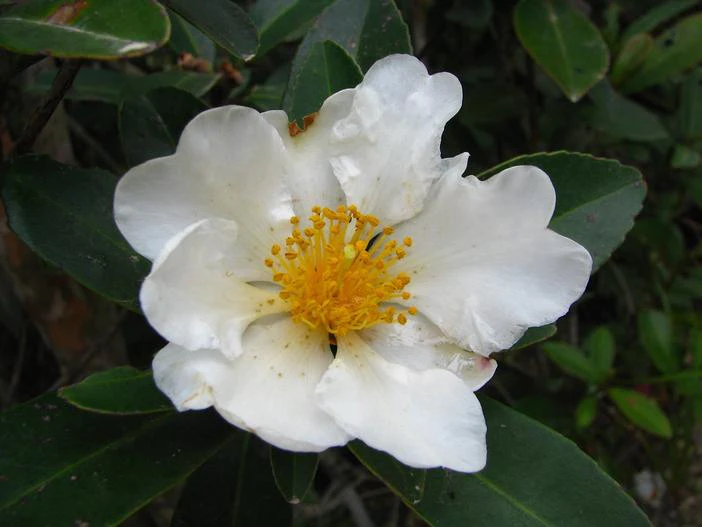 Gordonia axillaris image