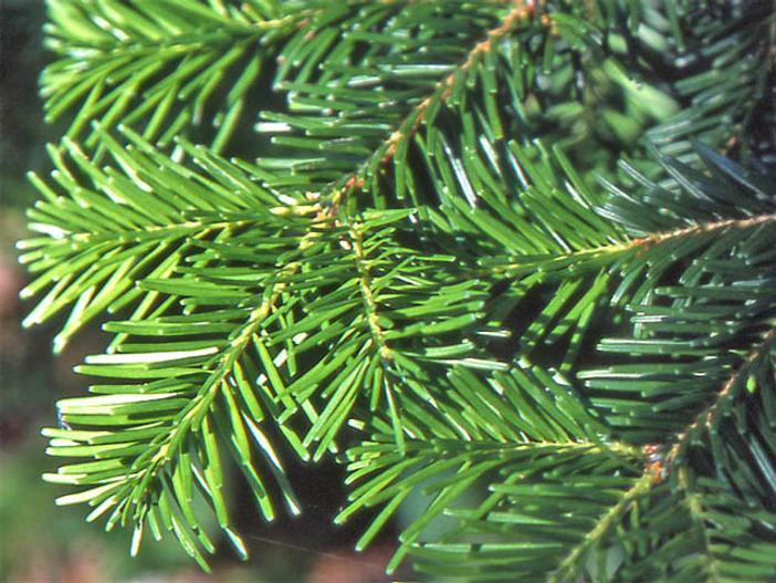 Abies veitchii image