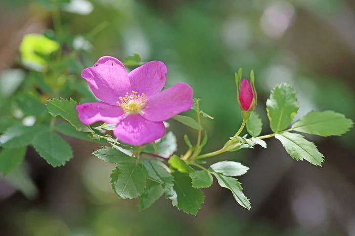 Rosa woodsii var. ultramontana image