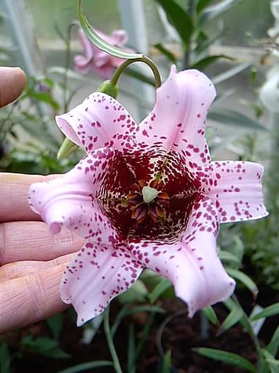 Lilium bakerianum image