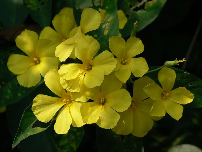 Reinwardtia indica image