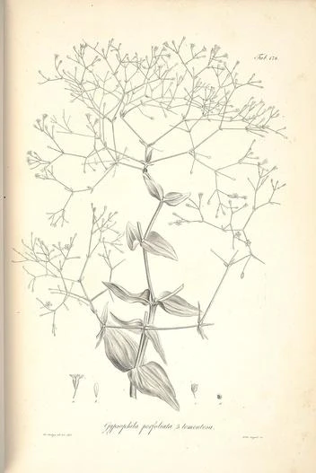 Gypsophila tomentosa image