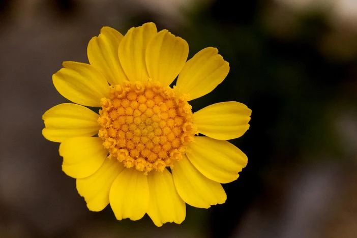 Tetraneuris scaposa image