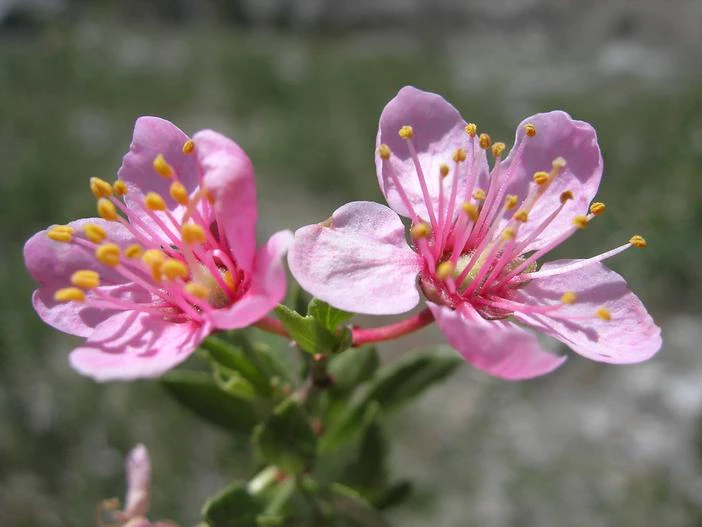 Prunus andersonii image
