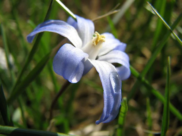 Isotoma fluviatilis image