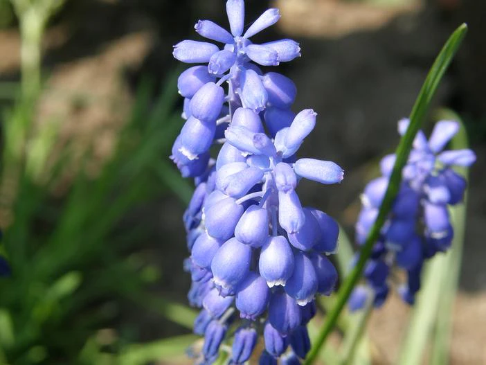 Muscari botryoides image