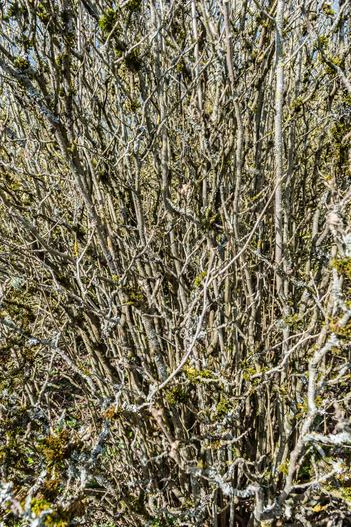 Fothergilla latifolia image