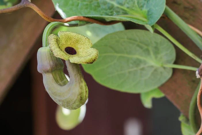 Aristolochia macrophylla image