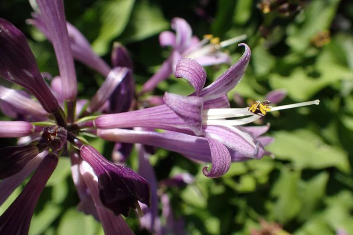 Hosta minor image