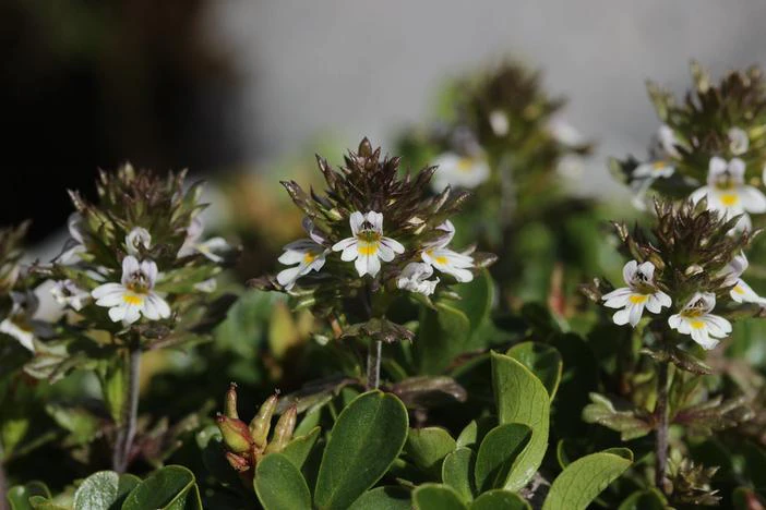 Euphrasia officinalis subsp. pratensis image