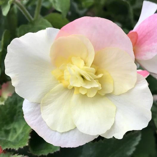 Begonia reniformis image