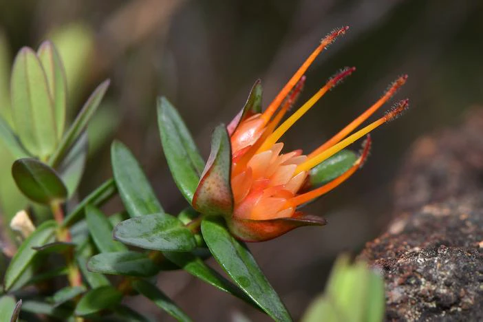 Darwinia citriodora image