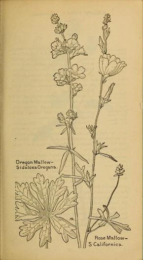 Sidalcea malviflora subsp. californica image