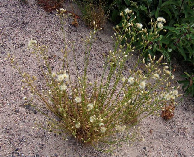 Baccharis malibuensis image