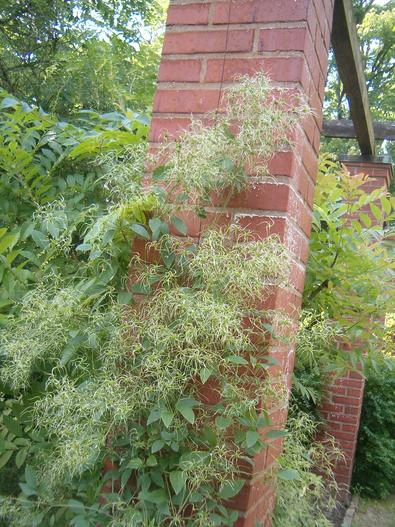 Clematis terniflora var. mandshurica image