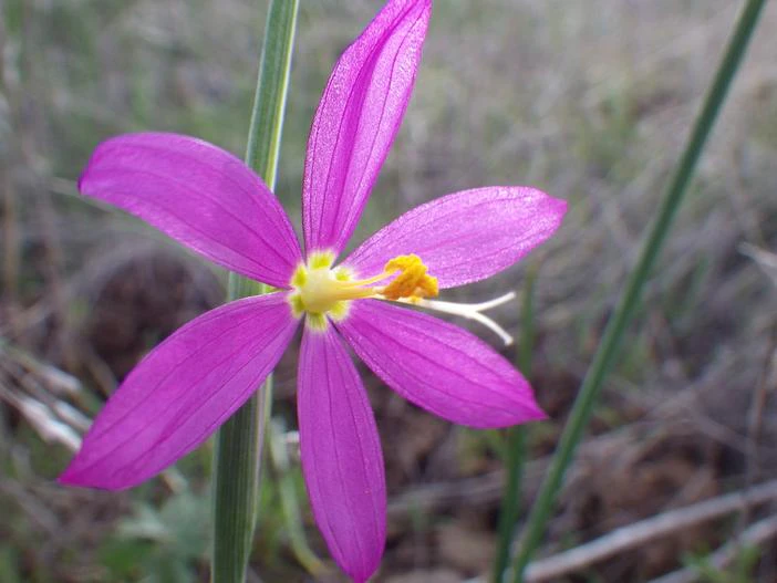 Olsynium douglasii var. douglasii image
