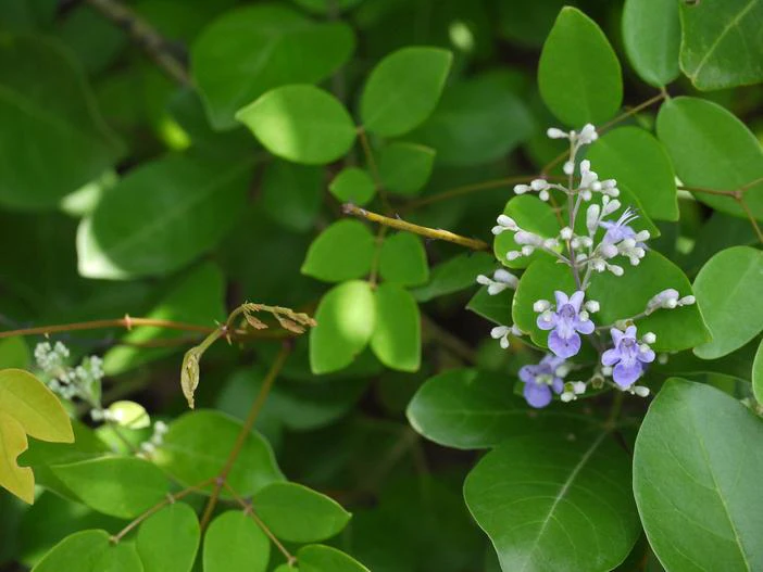 Vitex trifolia image
