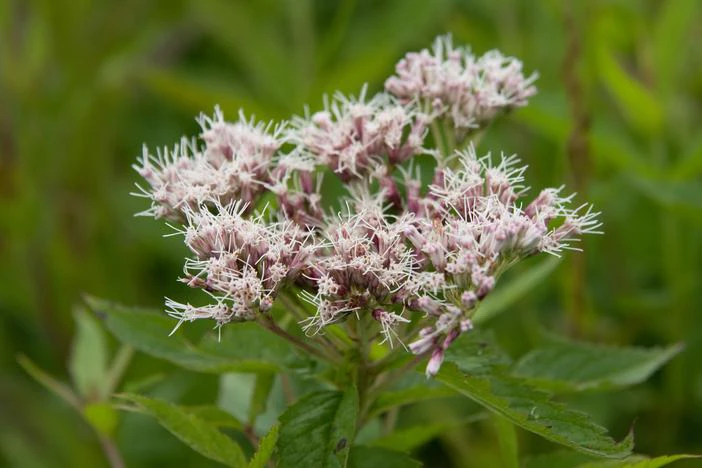 Eupatorium chinense image