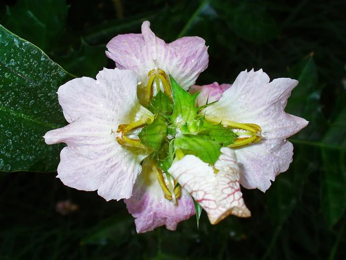 Acanthus montanus image