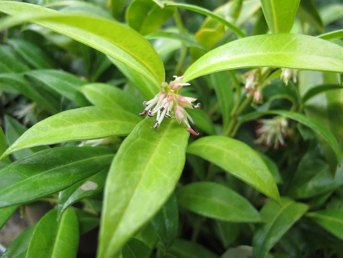 Sarcococca hookeriana image