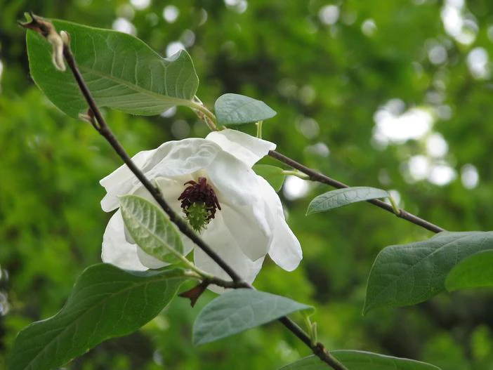 Magnolia wilsonii image