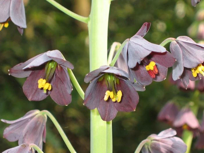 Fritillaria persica image