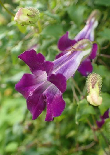 Maurandya scandens image