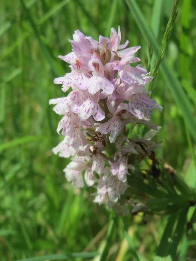 Dactylorhiza maculata subsp. fuchsii image