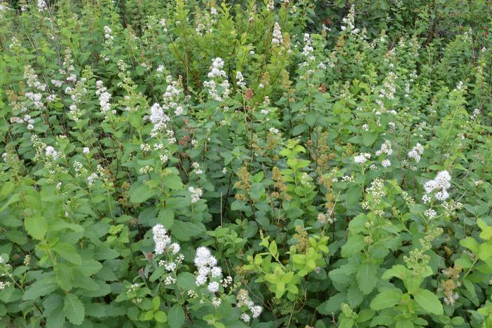 Spiraea alba var. latifolia image
