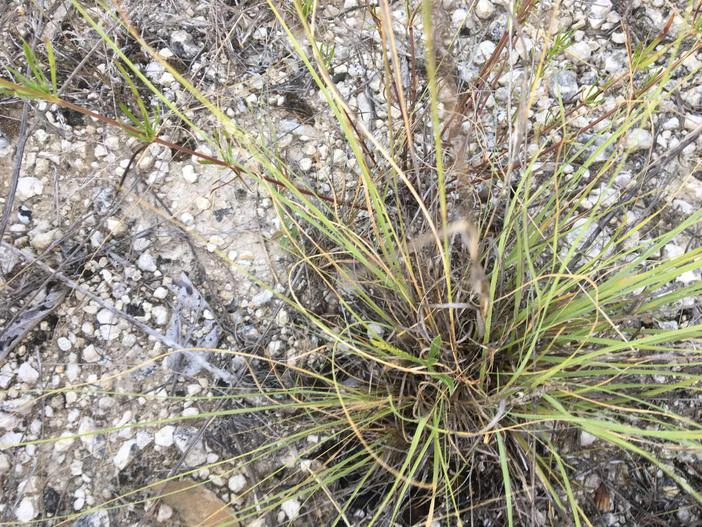 Aristida wrightii image
